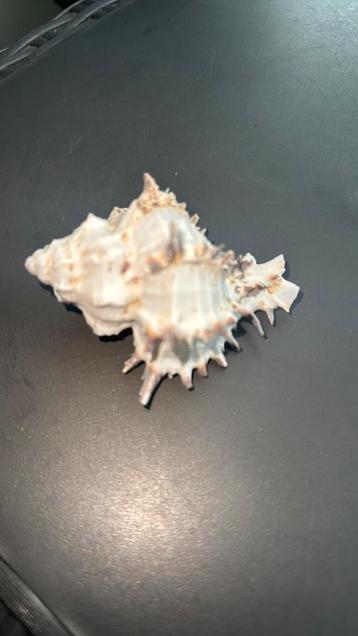 Murex-schelp beschikbaar voor biedingen