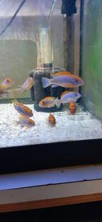 Hongi red top, Dieren en Toebehoren, Vissen | Aquariumvissen, Vis