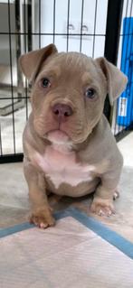American Bully  Micro  Pocket – Lilac Tri – Mag NU Weg !!!, Dieren en Toebehoren, Honden | Bulldogs, Pinschers en Molossers, CDV (hondenziekte)