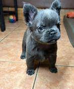 Franse bulldog pups, Dieren en Toebehoren, Honden | Bulldogs, Pinschers en Molossers, Nederland, Rabiës (hondsdolheid), 8 tot 15 weken