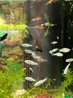 Jongen Molly’s verschillende kleuren, Dieren en Toebehoren, Vis, Zoetwatervis