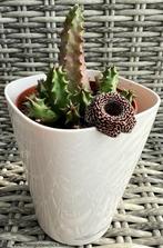 Huernia cv 'speckled John', Ophalen of Verzenden, Vetplant, Minder dan 100 cm