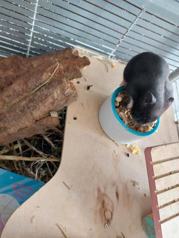 Baby hamsters nog 2 beschikbaar  beschikbaar voor biedingen