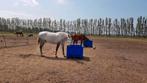 Per 1 april 1 box vrij, de allerlaatste box, Dieren en Toebehoren, Stalling en Weidegang, Stalling, 1 paard of pony