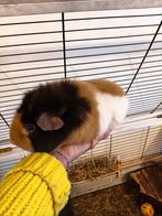 US Teddy Cavia - cavia's - beertjes, Dieren en Toebehoren, Cavia, Mannelijk, Januari, Tam