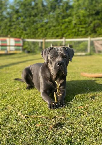 Cabe corso teefje 3 jaar beschikbaar voor biedingen