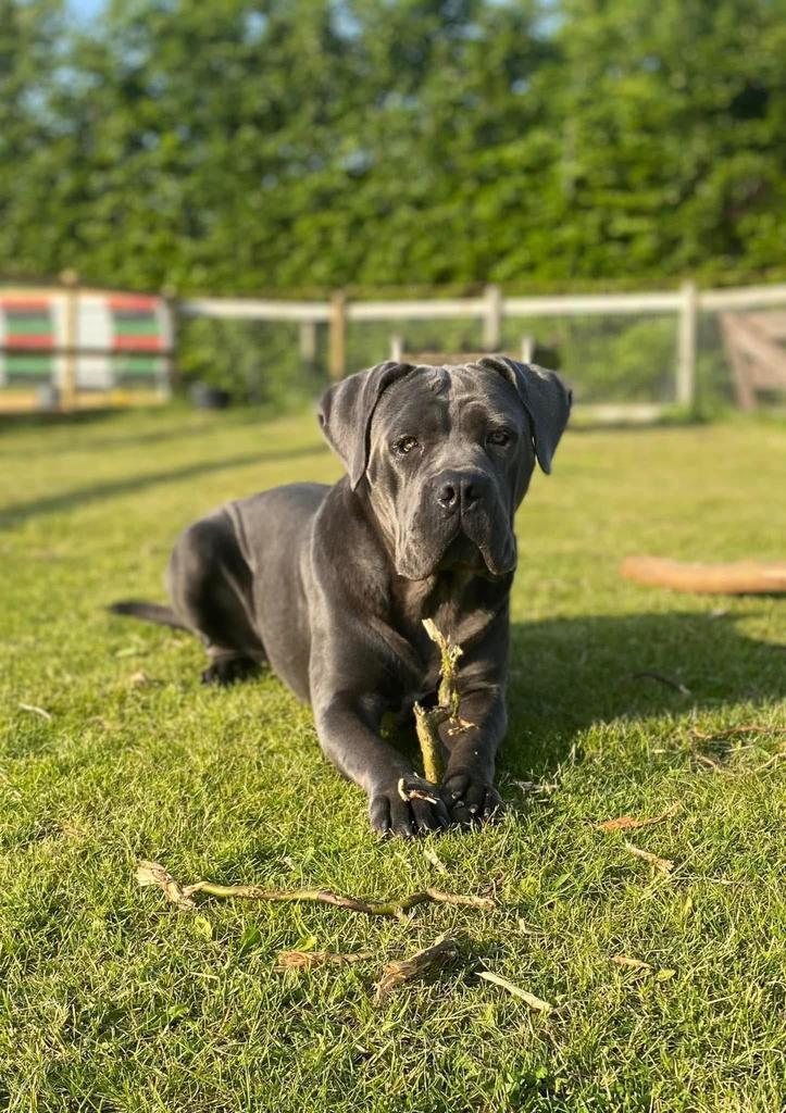 Cabe corso teefje 3 jaar, Dieren en Toebehoren, Honden | Bulldogs, Pinschers en Molossers, Teef, Overige rassen, Fokker | Hobbymatig