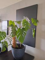 Monstera 1.40 hoog inclusief pot, Huis en Inrichting, Kamerplanten, 100 tot 150 cm, Halfschaduw, Ophalen