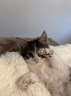 Knuffel kittens, Dieren en Toebehoren, Meerdere dieren, Ontwormd, 0 tot 2 jaar