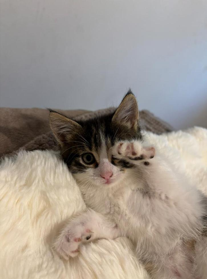 Knuffel kittens, Dieren en Toebehoren, Katten en Kittens | Raskatten | Langhaar, Meerdere dieren, 0 tot 2 jaar, Ontwormd