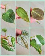 Philodendron Lupinum Burle marx fantasy Melanochrysum Brandi, Huis en Inrichting, Kamerplanten, Ophalen of Verzenden, Overige soorten