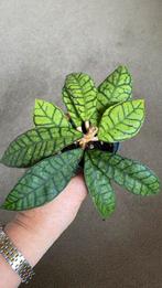 Hoya Callistophylla, Ophalen of Verzenden, Overige soorten, Minder dan 100 cm