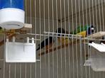 Diverse leuke tropen, Dieren en Toebehoren, Vogels | Overige Vogels, Meerdere dieren, Tropenvogel, Geringd