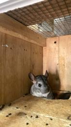 Chinchilla’s, Dieren en Toebehoren, Knaagdieren, Geslacht onbekend, Chinchilla, Voor 1 juli 2024