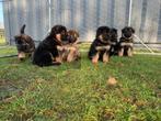 Oud- Duitse herder pups, België, Particulier, 8 tot 15 weken, Groot