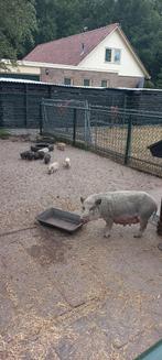 Te koop mooie biggetjes, Dieren en Toebehoren, Meerdere dieren, Geit
