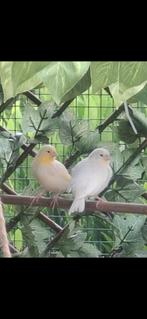 2 kanaries samen 20, Dieren en Toebehoren, Vogels | Overige Vogels, Meerdere dieren