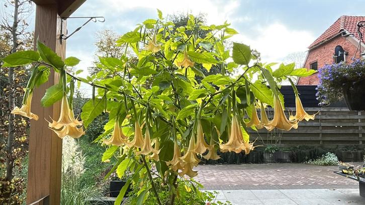 Stekken Brugmansia, Tuin en Terras, Planten | Tuinplanten, Eenjarig, Groenteplanten, Volle zon, Zomer, Ophalen of Verzenden