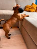 Mechelse herder, Rabiës (hondsdolheid), 8 tot 15 weken, Meerdere, Meerdere dieren