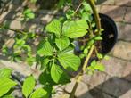 Rode kornoelje inheemse struik Cornus sanguinea, Ophalen of Verzenden, Overige soorten, Struik, 100 tot 250 cm