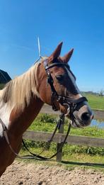 Bruin hoofdstel, Dieren en Toebehoren, Paarden en Pony's | Hoofdstellen en Tuigage, Ophalen of Verzenden, Zo goed als nieuw, Dressuur