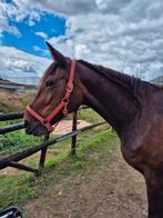 Lieve betrouwbare draver merrie., Merrie, Recreatiepaard, 11 jaar of ouder