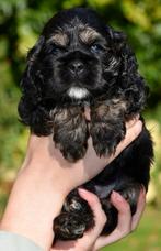 Amerikaanse Cockerspaniel puppen, Dieren en Toebehoren, Honden | Chihuahua's en Gezelschapshonden, Overige rassen, CDV (hondenziekte)