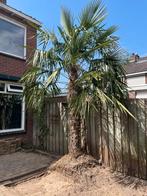Palmboom - gratis af te halen, Tuin en Terras, Planten | Bomen, Ophalen, Volle zon, Palmboom
