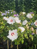 Hibiscus op stam 110-170cm, Tuin en Terras, Planten | Bomen, Halfschaduw, Overige soorten, 100 tot 250 cm, Zomer