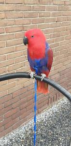 Edelpapagaai, Vrouwelijk, Papegaai, Pratend