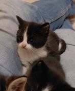 Kittens, Dieren en Toebehoren, Katten en Kittens | Overige Katten, Poes, Kortharig, 0 tot 2 jaar