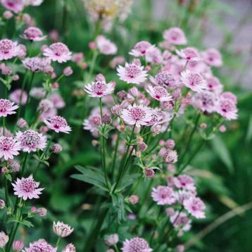 Zaden Astrantia Pink Pride beschikbaar voor biedingen