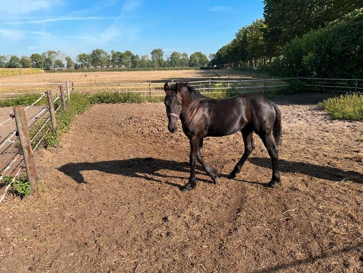 Mooi Fries merrie veulen, Dieren en Toebehoren, Paarden, Merrie, Minder dan 160 cm, 0 tot 2 jaar, Gechipt, Ontwormd