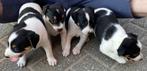 Boerenfox puppy, Dieren en Toebehoren, België, Particulier, Rabiës (hondsdolheid), Reu