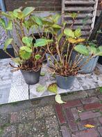 hortensia, Tuin en Terras, Planten | Tuinplanten, Ophalen of Verzenden, Zomer, Overige soorten, Halfschaduw