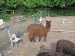 alpaca merrie veulens, Dieren en Toebehoren, Vrouwelijk, Voor 1 juli 2024