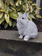 Lieve kleurdwerg chinchilla ram jong, Dieren en Toebehoren, Konijnen, Mannelijk, Dwerg