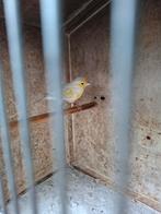 Ruilen Mozaïek kanaries agaat topaas, Dieren en Toebehoren, Vogels | Kanaries, Mannelijk, Kleurkanarie