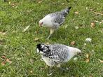 Groninger meeuw zilverpel, Dieren en Toebehoren, Meerdere dieren, Kip