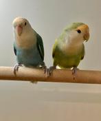 Roseicolli koppel, Meerdere dieren, Parkiet