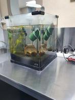 Aquarium met guppen, Ophalen, Zo goed als nieuw, Gevuld zoetwateraquarium