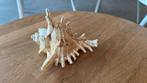 Schelp 14cm, Ophalen of Verzenden, Schelp(en)