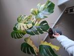 Monstera aurea variegata, Huis en Inrichting, Kamerplanten, Ophalen of Verzenden, Halfschaduw, Minder dan 100 cm