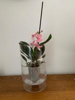 Glazen vaas voor orchidee, Huis en Inrichting, Kamerplanten, Ophalen, Overige soorten, Minder dan 100 cm