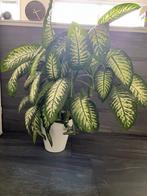 Planten, Vaste plant, Bloeit niet, Halfschaduw, Ophalen