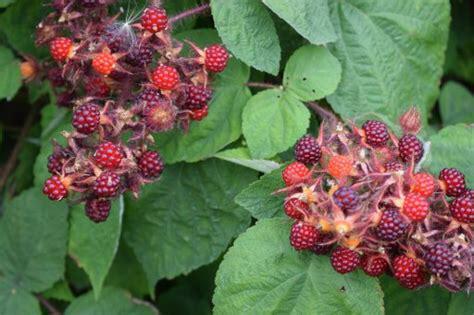 Japanse wijnbes planten, Tuin en Terras, Planten | Struiken en Hagen, Ophalen of Verzenden