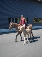 Twee merrieveulens fjord x arabier, Dieren en Toebehoren, Pony's, Merrie, 0 tot 2 jaar, Met stamboom, Recreatiepony