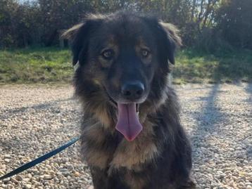 Prachtige Jasper, een lieve en sociale hond beschikbaar voor biedingen