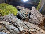 Ik zoek een thamnophis, Dieren en Toebehoren, Reptielen en Amfibieën