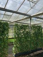 AANBIEDING! kant en klaar hedera haag!, Ophalen, Overige soorten, Haag, 100 tot 250 cm